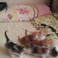 Tekir Kedi, Kedi  Yavrularımız fotoğrafı