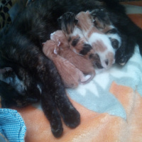Tekir Kedi, Kedi  Yavrularımız fotoğrafı
