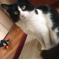 Tekir Kedi, Kedi  Minnoş fotoğrafı