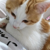 Sarman, Kedi  Miya fotoğrafı