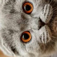British Shorthair, Kedi  Rüzgâr fotoğrafı