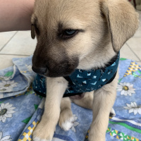 Sokö (Sokak Köpeği), Köpek  Bulut fotoğrafı