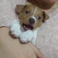 Jack Russell Terrier, Köpek  U fotoğrafı