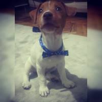 Jack Russell Terrier, Köpek  U fotoğrafı