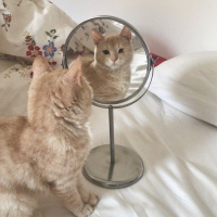 Tekir Kedi, Kedi  Şeftali fotoğrafı