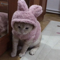 Tekir Kedi, Kedi  Şeftali fotoğrafı