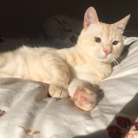Tekir Kedi, Kedi  Şeftali fotoğrafı