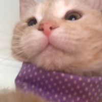 Tekir Kedi, Kedi  Şeftali fotoğrafı