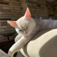 Tekir Kedi, Kedi  Şeftali fotoğrafı