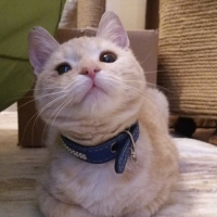 Tekir Kedi, Kedi  Şeftali fotoğrafı