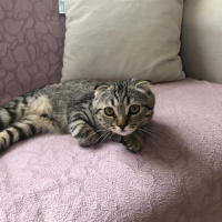 Scottish Fold, Kedi  HUZUR fotoğrafı