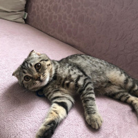 Scottish Fold, Kedi  HUZUR fotoğrafı