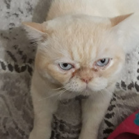 British Shorthair, Kedi  Neco fotoğrafı