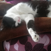 Tekir Kedi, Kedi  Boncuk fotoğrafı