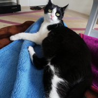 Tekir Kedi, Kedi  Boncuk fotoğrafı