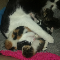 Tekir Kedi, Kedi  Boncuk fotoğrafı