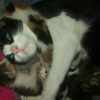 Tekir Kedi, Kedi  Boncuk fotoğrafı