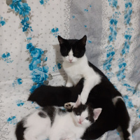 Tekir Kedi, Kedi  Boncuk fotoğrafı