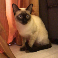 Siyam Kedisi, Kedi  TARCIN fotoğrafı