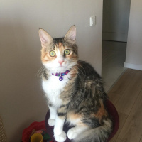 Tekir Kedi, Kedi  Badem fotoğrafı