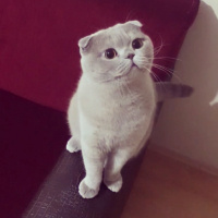 Scottish Fold, Kedi  Achilleus fotoğrafı