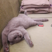 Scottish Fold, Kedi  Achilleus fotoğrafı