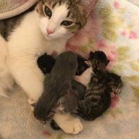 Tekir Kedi, Kedi  Jeniffer fotoğrafı