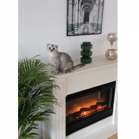 Scottish Fold, Kedi  Smoky fotoğrafı