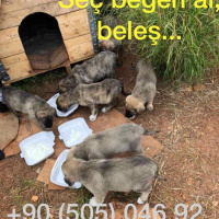 Kangal, Köpek  Kangal fotoğrafı