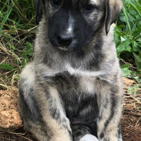 Kangal, Köpek  Kangal fotoğrafı