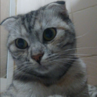Scottish Fold, Kedi  Boncuk fotoğrafı