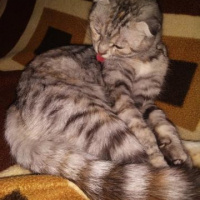 Scottish Fold, Kedi  Boncuk fotoğrafı