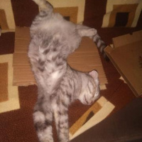 Scottish Fold, Kedi  Boncuk fotoğrafı