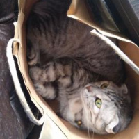 Scottish Fold, Kedi  Boncuk fotoğrafı