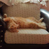 Sarman, Kedi  Oscar fotoğrafı