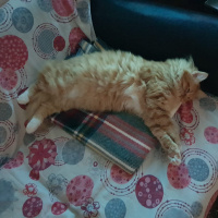 Sarman, Kedi  Oscar fotoğrafı