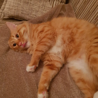 Sarman, Kedi  Oscar fotoğrafı