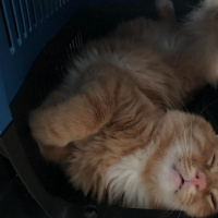 Sarman, Kedi  Oscar fotoğrafı