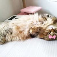 British Shorthair, Kedi  Jennyfer fotoğrafı