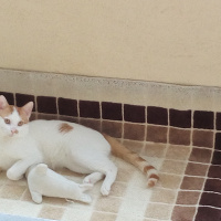 Tekir Kedi, Kedi  pamuk fotoğrafı