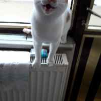 Tekir Kedi, Kedi  pamuk fotoğrafı