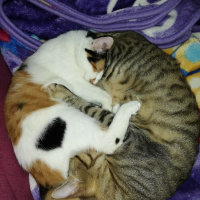 Tekir Kedi, Kedi  Maya fotoğrafı