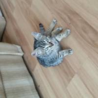 Tekir Kedi, Kedi  Duman fotoğrafı