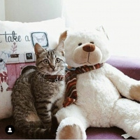 Tekir Kedi, Kedi  Miço fotoğrafı