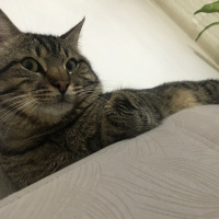 Tekir Kedi, Kedi  Miço fotoğrafı