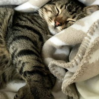 Tekir Kedi, Kedi  Miço fotoğrafı
