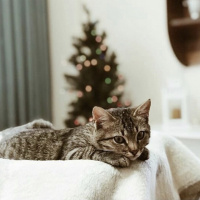 Tekir Kedi, Kedi  Miço fotoğrafı
