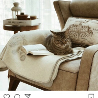 Tekir Kedi, Kedi  Miço fotoğrafı
