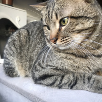 Tekir Kedi, Kedi  Miço fotoğrafı