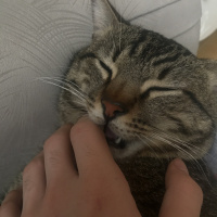 Tekir Kedi, Kedi  Miço fotoğrafı